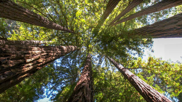 Best Tree Disease Treatment  in Sea Ranch, CA